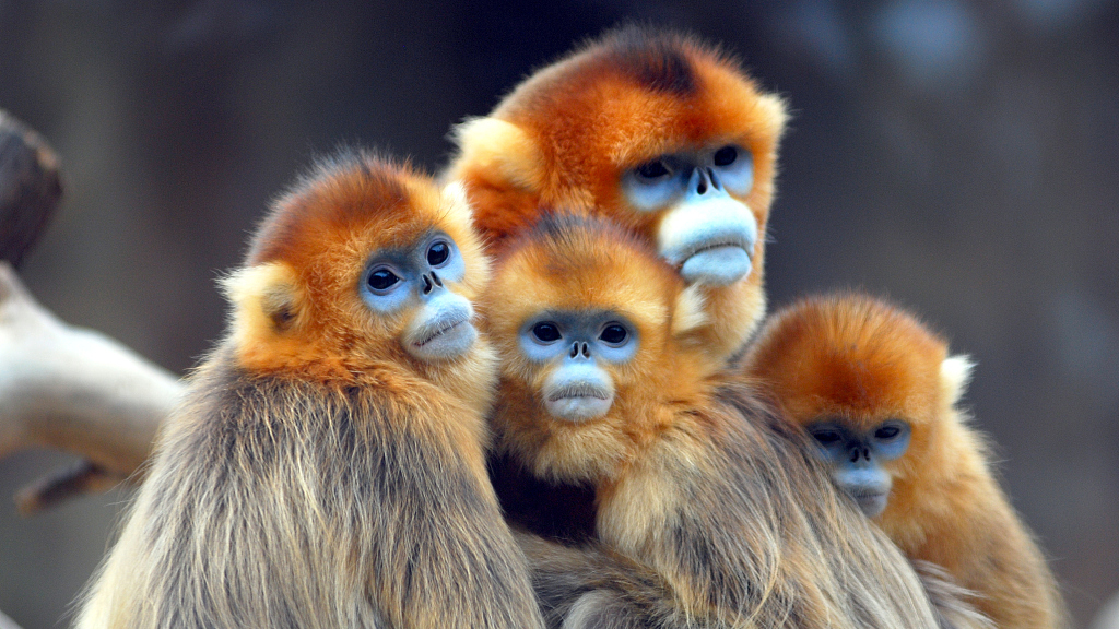 Golden monkeys