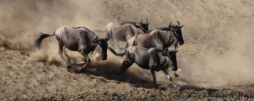 Great Wildebeest Migration